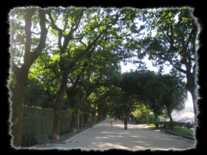 Parco di Alameda: viale alberato