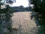 Crop-Circle alle Tre Fontane (18-06-2003)