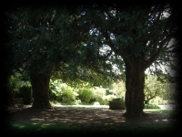 I tassi nel giardino