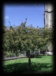 L'albero di Spina Santa